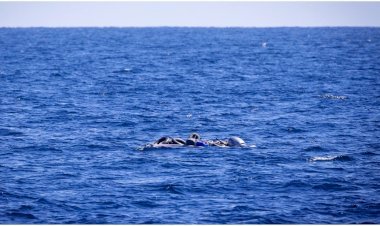 ভূমধ্যসাগরে আরেকটি মৃত্যু-যাত্রা: লিবিয়ার উপকূলে রাবারের নৌকা ডুবে ৫৩ অভিবাসীর করুণ মৃত্যু