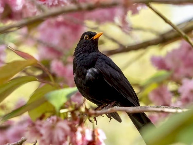 বাগানে ব্ল্যাকবার্ড থাকলে এখনই করণীয়