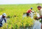 সিলেট বিভাগে হাওরের ধান বিপর্যয়: একদিকে বন্যার শঙ্কা, অন্যদিকে কৃষকের কান্না