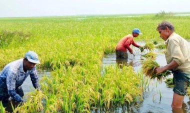 সিলেট বিভাগে হাওরের ধান বিপর্যয়: একদিকে বন্যার শঙ্কা, অন্যদিকে কৃষকের কান্না