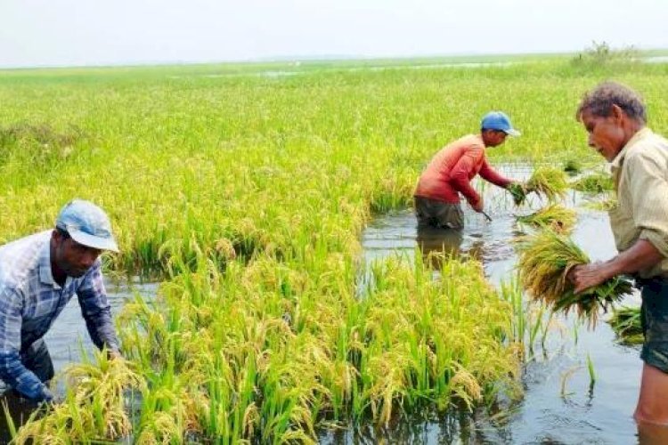 সিলেট বিভাগে হাওরের ধান বিপর্যয়: একদিকে বন্যার শঙ্কা, অন্যদিকে কৃষকের কান্না