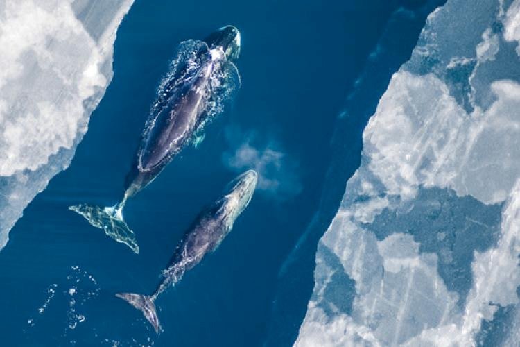 তিমির শরীরে লুকানো রহস্য: মানুষের আয়ু কি পৌঁছাবে ২০০ বছরে?
