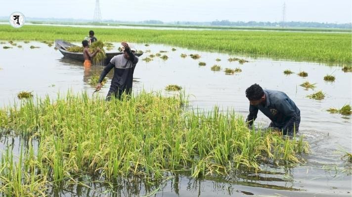 সিলেটে ক্ষতিগ্রস্ত ৯৮ হাজার কৃষকের তালিকা তৈরি , সহায়তা দেবে সরকার