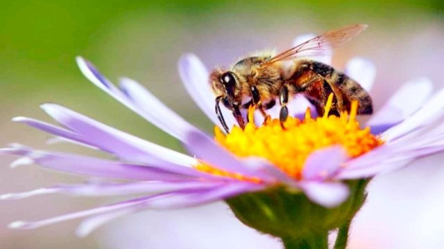 মৌমাছি, প্রকৃতি ও সৃষ্টির ভারসাম্য