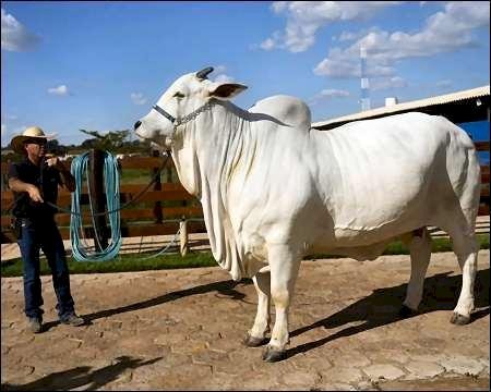 ব্রাজিলের  উচ্চ বংশীয় গরু ‘ভিয়াতিনা-১৯’ এর দাম ৪ মিলিয়ন ডলার