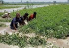 দেশে ভারী বৃষ্টিতে ৪৩ জেলায় ফসলের ব্যাপক ক্ষতি, বিপাকে ৫ লাখের বেশি কৃষক