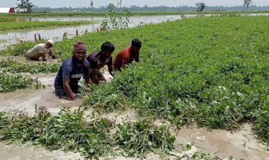 দেশে ভারী বৃষ্টিতে ৪৩ জেলায় ফসলের ব্যাপক ক্ষতি, বিপাকে ৫ লাখের বেশি কৃষক