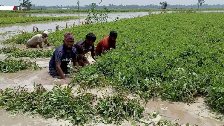 দেশে ভারী বৃষ্টিতে ৪৩ জেলায় ফসলের ব্যাপক ক্ষতি, বিপাকে ৫ লাখের বেশি কৃষক