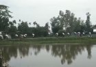 দেশে কী চলছে স্বরাজ? গুদাম ভেঙে সার লুটতরাজ!