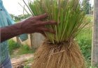 দেশে বিন্না ঘাস লাগানোর জন্য ৩৪ জনের কমিটি!