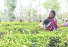 দেশের চা-বাগানের বড় অংশই বড় ব্যবসায়ী গোষ্ঠীর নিয়ন্ত্রণে