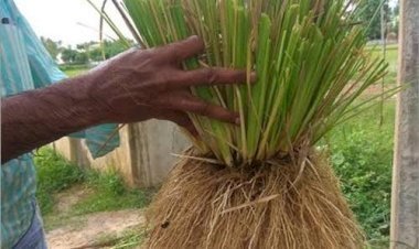 দেশে বিন্না ঘাস লাগানোর জন্য ৩৪ জনের কমিটি!
