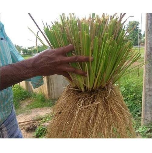 দেশে বিন্না ঘাস লাগানোর জন্য ৩৪ জনের কমিটি!