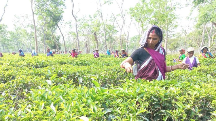 দেশের চা-বাগানের বড় অংশই বড় ব্যবসায়ী গোষ্ঠীর নিয়ন্ত্রণে